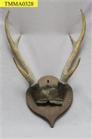 藏品(臺灣水鹿角)的圖片